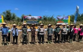 Panen Jagung di Lahan Ketahanan Pangan Polres Tanah Karo