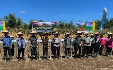 Panen Jagung di Lahan Ketahanan Pangan Polres Tanah Karo