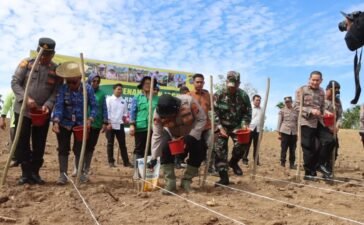 Dukung Ketahanan Pangan Nasional, Kapolres Tanah Karo Tanam Jagung 5 Hektar di Lahan Binaan